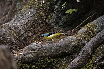 Grey Wagtail (Motacilla Cinerea) At A Small Waterfall