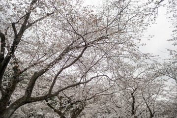 Sakura Cherry Blossom Photo