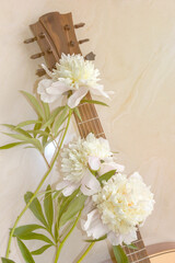 Three delicate white peonies lie on the neck of the guitar. Music background for advertising.