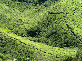 November 20, 2018 - Cameron Highlands, Malaysia: Tourists visiting a black tea plantation with viewing platform in the mountains of Cameron Highlands, Malaysia.