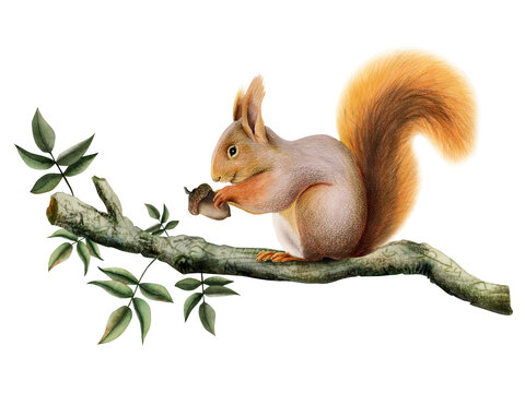 Squirrel Holding An Acorn Images – Browse 1,311 Stock Photos, Vectors, and  Video
