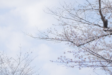 Fototapeta na wymiar Sakura Cherry Blossom Photo