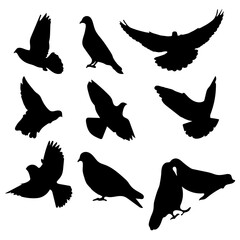 silhouettes of birds
