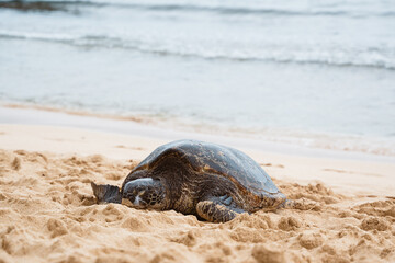 Meeresschildkröte am Strand. Schildkröte 