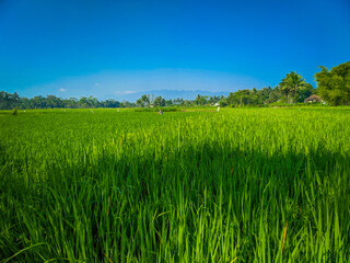 Green nature landscape with paddy fields against blue sky background
