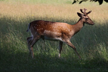 European fallow deer