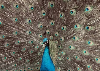 Obraz premium Pfau, Vogel, Gefieder, Pfauenfeder