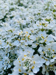 Weiße Blume, Regentropfen