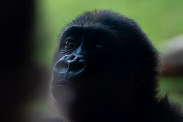 Tender Gorilla Family Moments