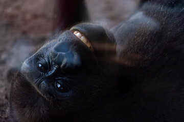 Expressive Gorilla Contemplating Life