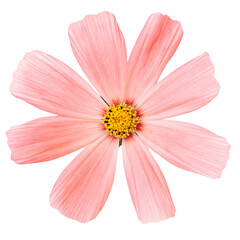 Pink cosmos flower isolated on transparent background, png