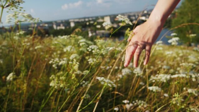 slow motion of female hand touching blooming white yarrow in wild meadow, woman walks through the herbs in field to the suburbs, soft selective focus.
