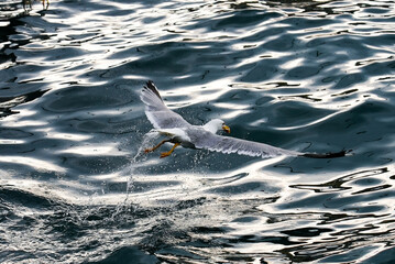 Fototapeta premium Seagull flying close to the sea after trying to catch a fish