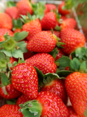 Strawberry in the pots, Cameron Highlands