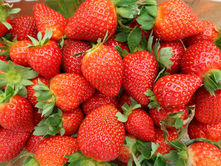 Strawberry in the pots, Cameron Highlands