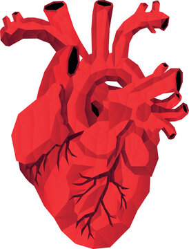 The heart from polygonal graphics