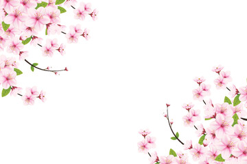 Cherry blossom background with sakura flower. Watercolor cherry blossom vector.Cherry blossom flower blooming vector. Pink Sakura flower background. Sakura on white background