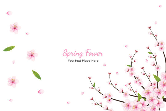 Sakura blossom background, flowers. realistic Japanese pink cherry or apricot floral elements. Cherry blossom branch, flower petal illustration
