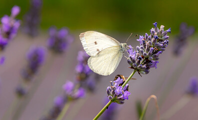 Macro of a cabbage white pieris rapae butterfly on lavender blossoms