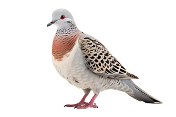 Fototapeta premium Dove isolated on white background OC rendered isolated PNG