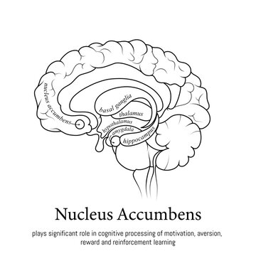 Black and white minimal neuroscience infographic. Human brain lobes and functions illustration. Brain anatomy structure sections. Futuristic neurobiology scientific medical vector.