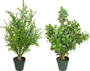 Green plants in pots with transparent background