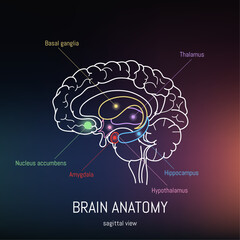 Minimal neuroscience infographic on gradient. Human brain lobes and functions illustration. Brain anatomy structure sections. Futuristic neurobiology scientific medical vector.