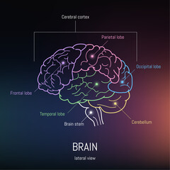 Minimal neuroscience infographic on gradient. Human brain lobes and functions illustration. Brain anatomy structure sections. Futuristic neurobiology scientific medical vector.