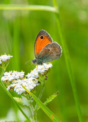 small heath butterfly on white yarrow blossom in alpine meadow in early summer