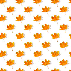 Seamless pattern of colorful autumn maple leaves with hard light isolated on white background