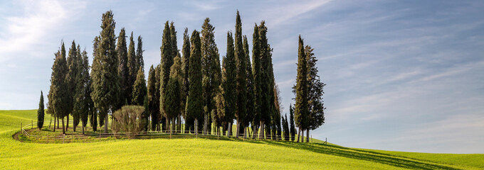 Cypress Grove near san Quirico d'orcia, val d'orcia, san Quirico d'orcia, Siena, Tuscany, italy