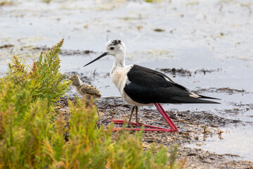 Echasse blanche et ses petits - Himantopus himantopus au bord de l'étang de Thau à Mèze dans le département de l'Hérault en région Occitanie