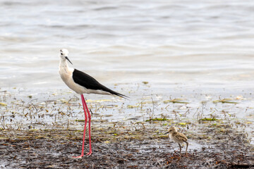 Echasse blanche et ses petits - Himantopus himantopus au bord de l'étang de Thau à Mèze dans le département de l'Hérault en région Occitanie