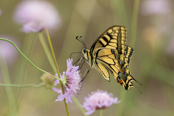 Macrophotographie d'un papillon - Machaon - Papilio machaon © panosud360