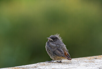 rougequeue noir juvénile - Phoenicurus ochruros