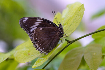 
Macro shots, Beautiful nature scene. Closeup beautiful butterfly sitting on the flower in a summer garden.
