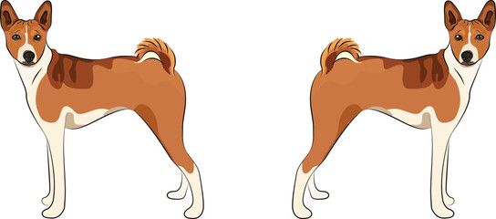 Standing Basenji dogs. Cute side view pet. Logo design, breed of working dog of medium to large size. Pet character postcard art. Funny dog mascot. Detailed fawn small pet illustration.