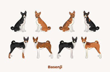 Obraz premium Basenji colors. Popular coat colours. Cute Red congo dogs characters in various poses, design for print, adorable and cute cartoon vector set. Dog Drawing collection set. Tri-color fur dog logo.