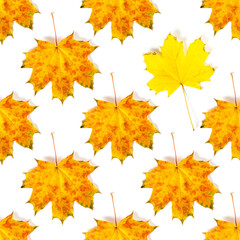 Naklejka na ściany i meble Seamless pattern of colorful autumn maple leaf isolated on white background