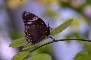 Obraz na płótnie Canvas Macro shots, Beautiful nature scene. Closeup beautiful butterfly sitting on the flower in a summer garden. 