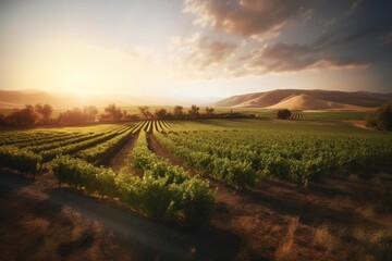 Obraz premium Beautiful landscape of vineyards rows on mountains or hills sunset background with cloudy sky