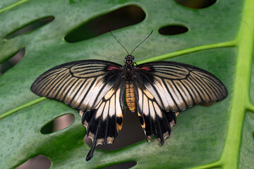 
Macro shots, Beautiful nature scene. Closeup beautiful butterfly sitting on the flower in a summer garden.
