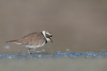 The little ringed plover, fine art portrait in the summer season (Charadrius dubius)