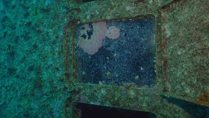 Sea animals growing on window glass of cabin of ferry Salem Express shipwreck, Red sea, Safaga, Egypt © Andriy Nekrasov