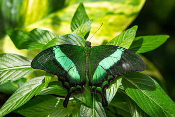 
Macro shots, Beautiful nature scene. Closeup beautiful butterfly sitting on the flower in a summer garden.
