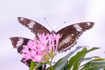 
Macro shots, Beautiful nature scene. Closeup beautiful butterfly sitting on the flower in a summer garden.
