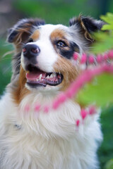 The portrait of a cute blue merle Australian Shepherd dog with a sectoral heterochromia in its eyes posing outdoors in a garden behind blooming pink Dicentra (Bleeding heart) flowers in spring