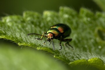 Green metallic luster beetle (Chrysomela varians) on a leaf. Macro.