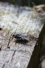 A fly sitting on an old board. Close up.