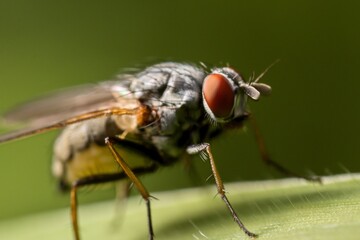 A fly sitting on a green leaf. Bokeh. Macro. Close up.